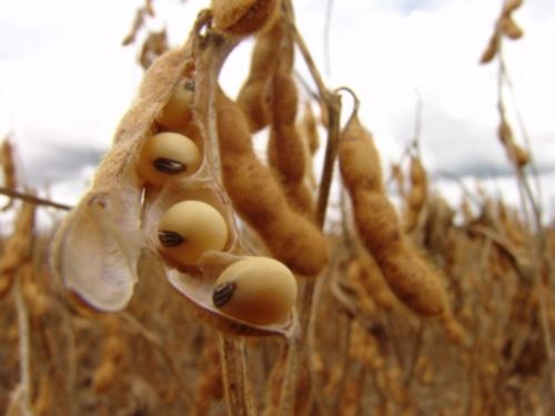 Projeções do Agronegócio